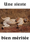 Une pause bien m&eacute;rit&eacute;e pour la lionne